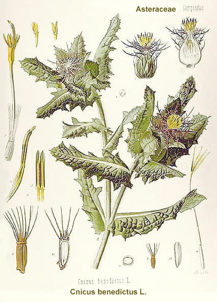 schinel2