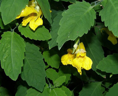 slabanog1