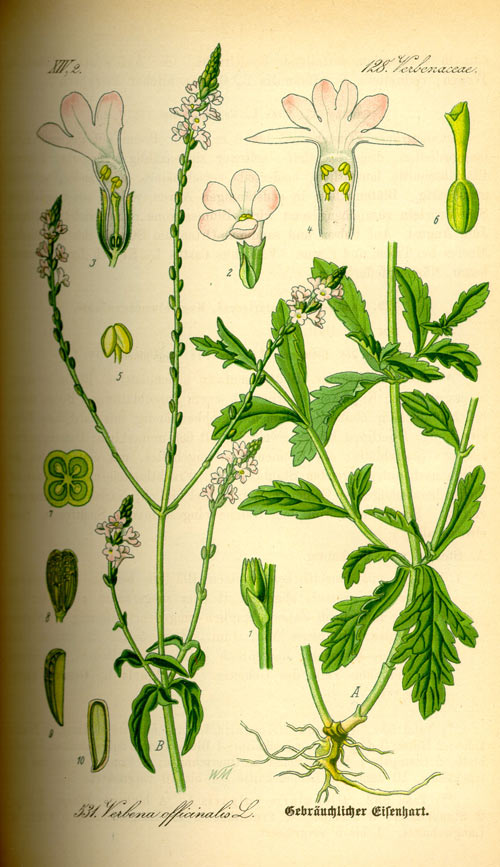 sporis2