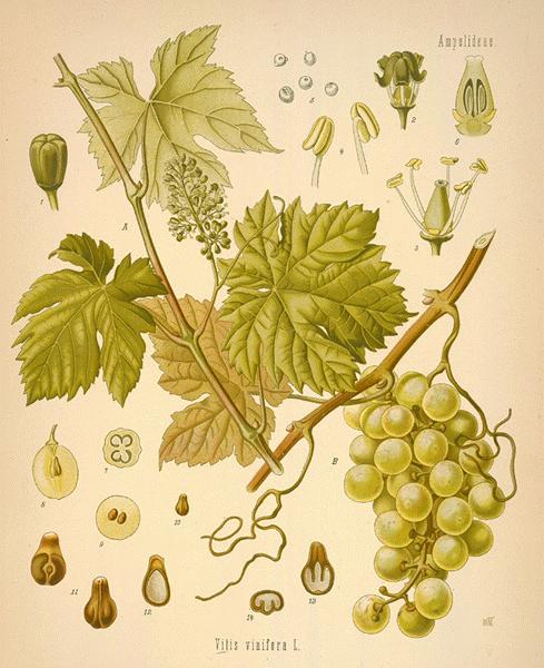 strugure2