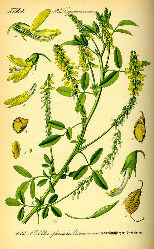 sulfina2