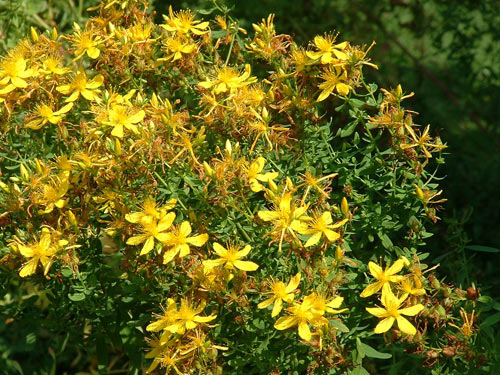 sunatoare1
