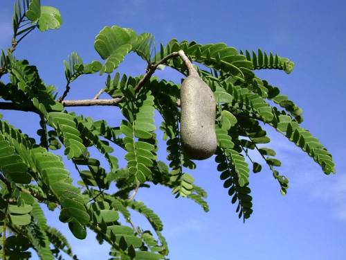 tamarind1
