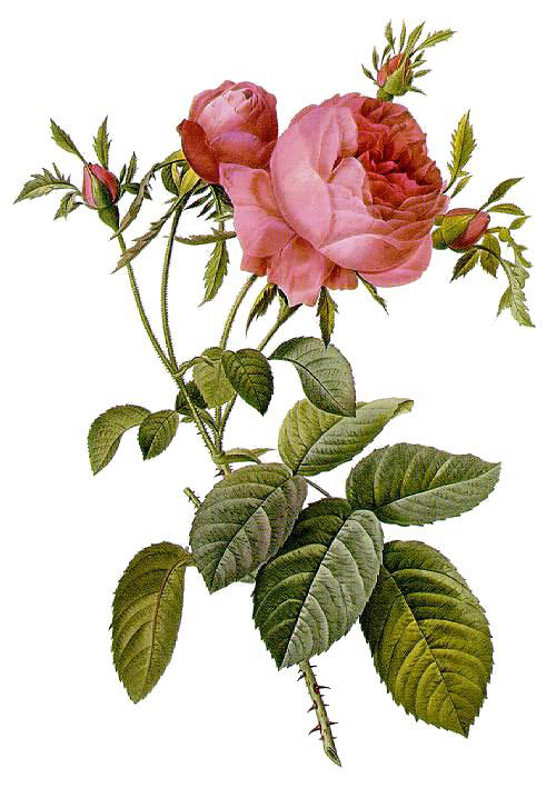 trandafir2