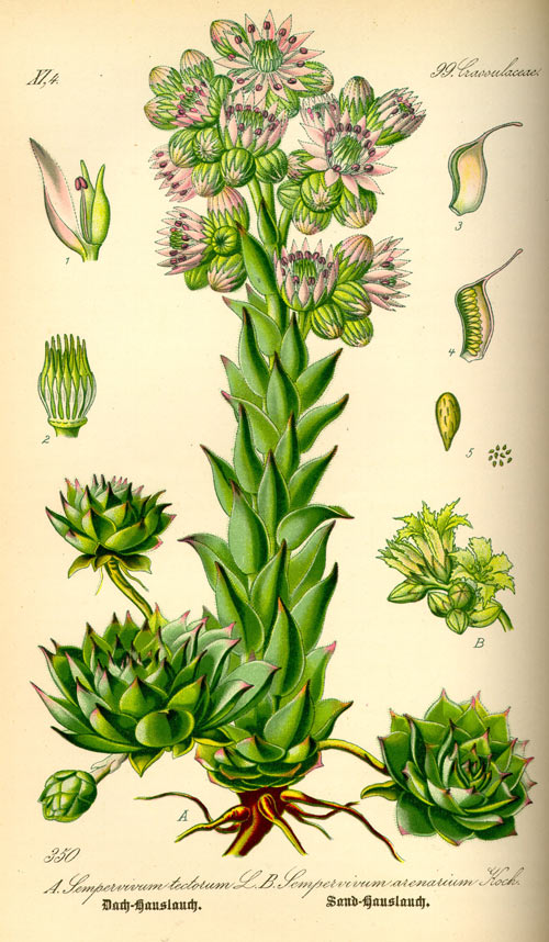 urechelnita2