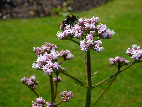 valeriana1