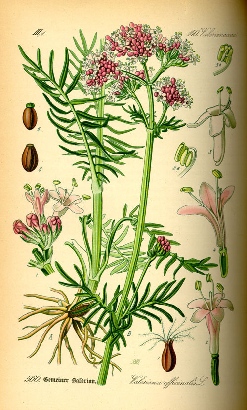 valeriana2