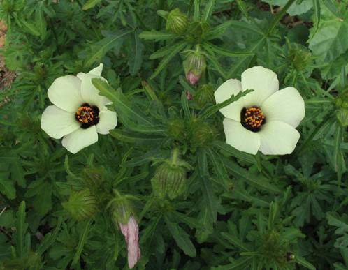 zamosita1