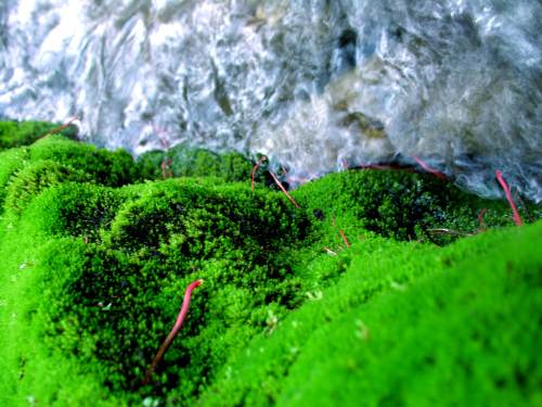 inteligenta-plante