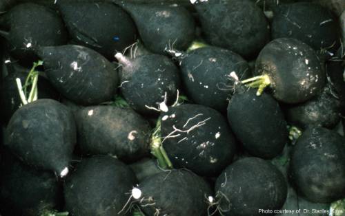 ridichi-negre