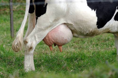 vaca