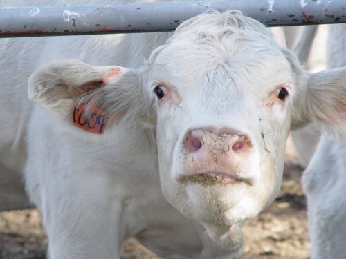 vaca2