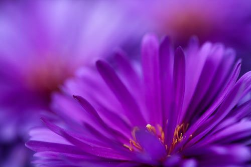 violet