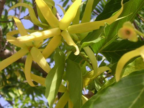 ylang-ylang